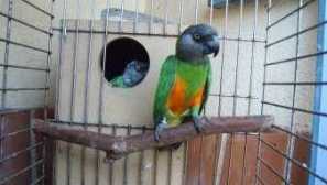 Senegal parrots: funkce, pravidla obsahu a chov